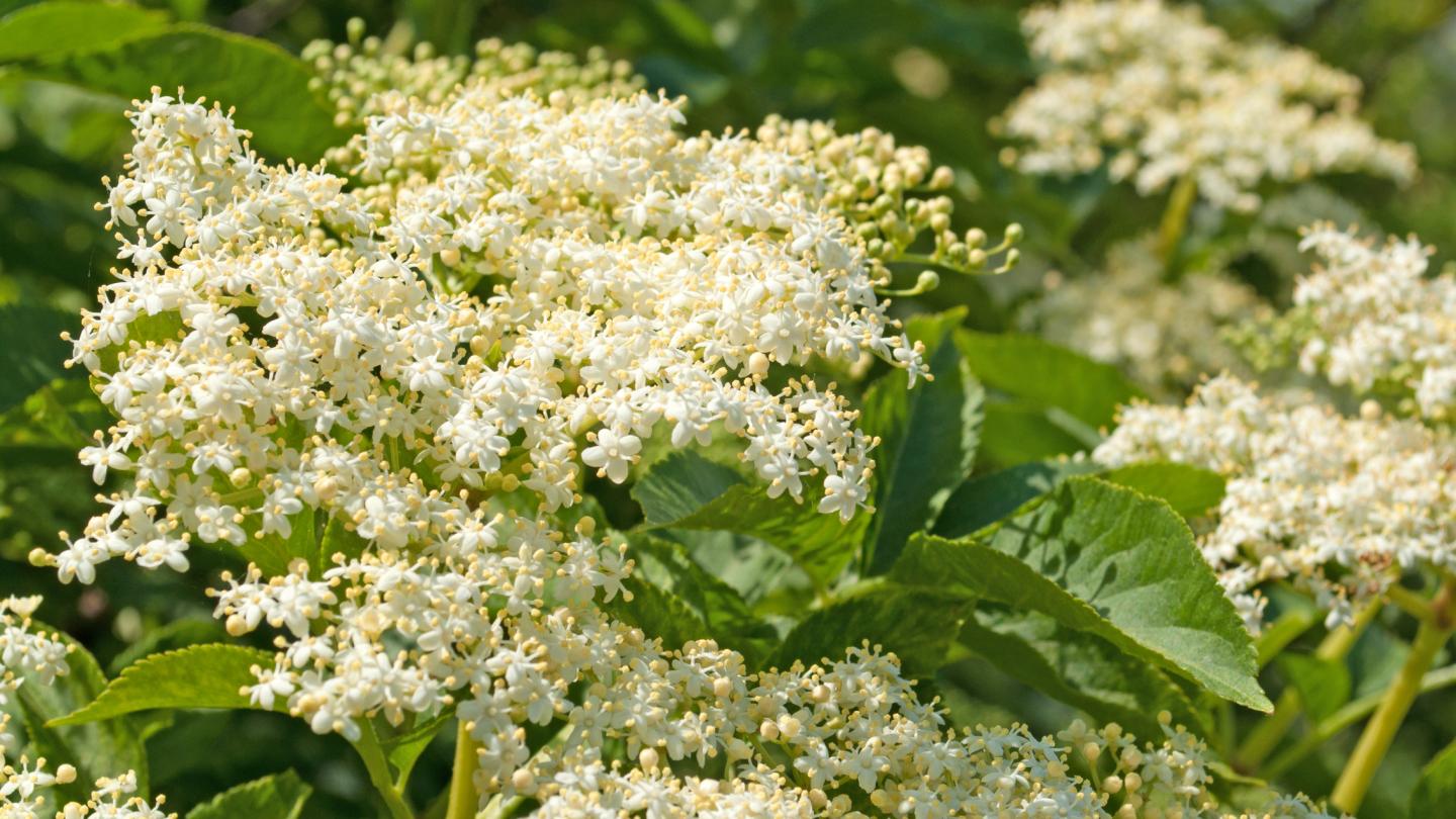 Holunderblüte im Frühjahr