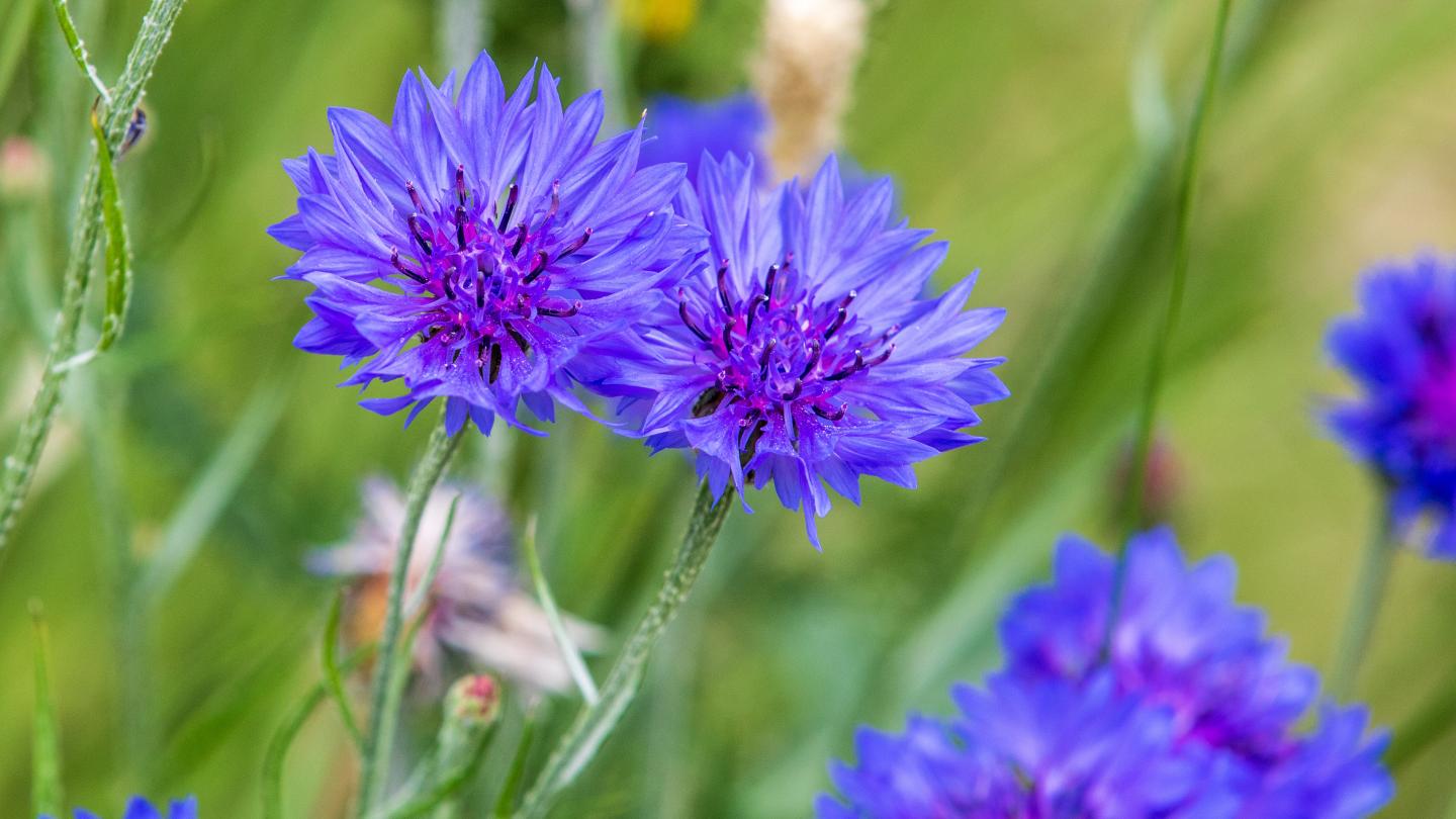 Kornblumen im Frühling