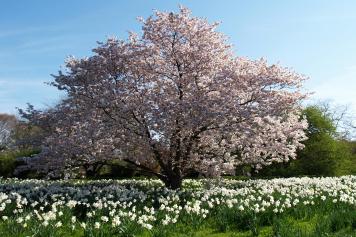 Frühling