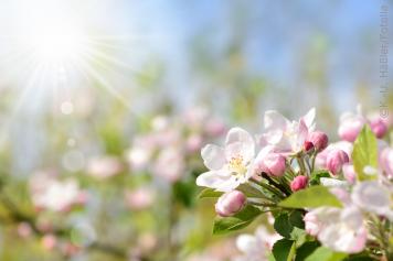 Schmuckbild Kirschblüten