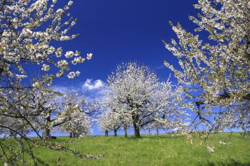 Schmuckbild Streuobstwiese