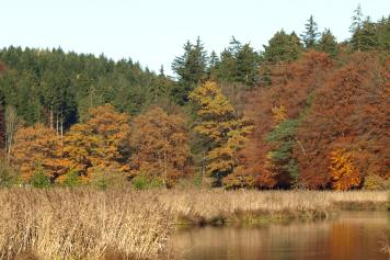 Schmuckbild Herbst Wald See