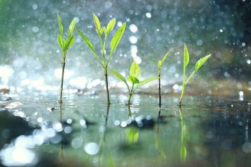 Regen auf junge Pflanzentriebe