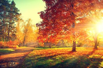 Herbstliche Farbpracht