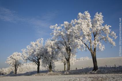 Schmuckbild Winter