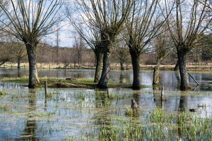 Schmuckbild Hochwasser Bäume