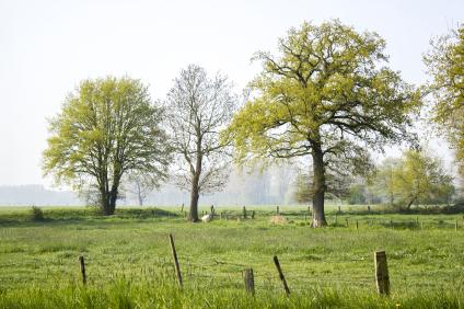 103981266_XXL_Landschaft ©fotolia_Mira Drozdowski.jpg