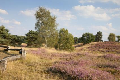 Westruper Heide Haltern