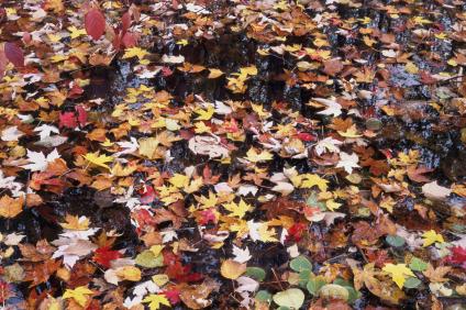 Schmuckbild Herbstblätter in Pfütze