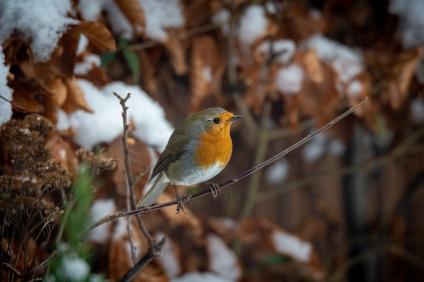 Rotkelchen im Winter