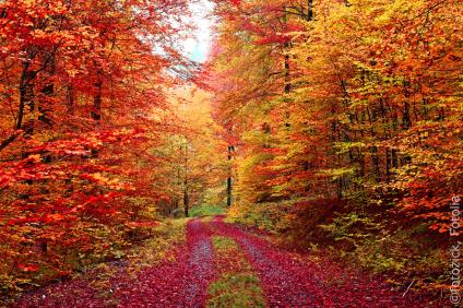 Schmuckbild Herbstwald
