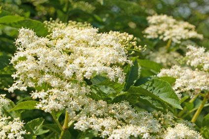 Holunderblüte im Frühjahr