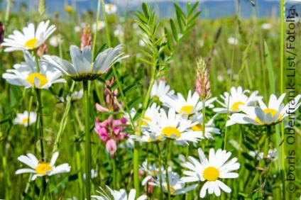 Schmuckbild Blumenwiese