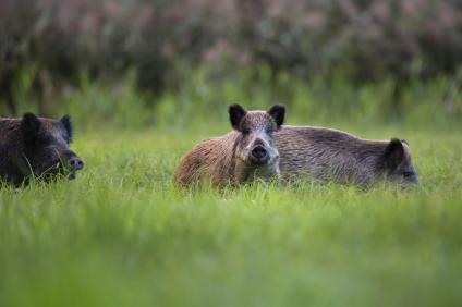 Wildschweine auf Wiese. Foto: panthermedia.net_Janusz Pienkowski