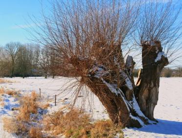 Januar