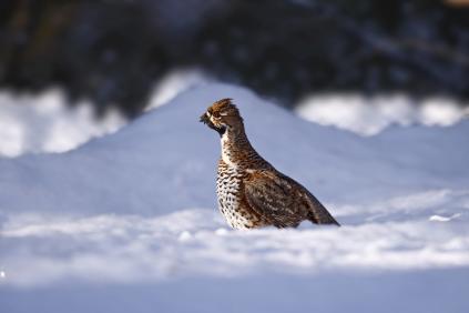 Haselhahn im Schnee