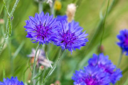 Kornblumen im Frühling